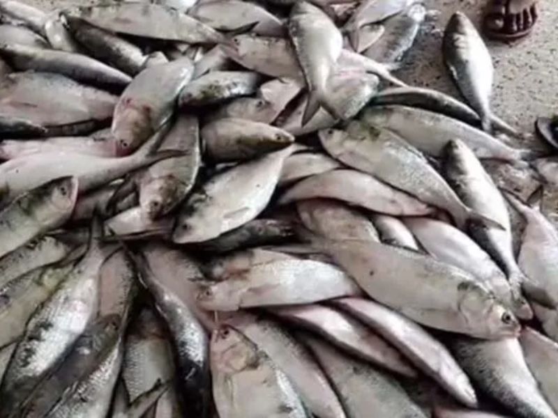 দুই মাসের নিষেধাজ্ঞা শেষে সাগরে ফের মাছ ধরা শুরু